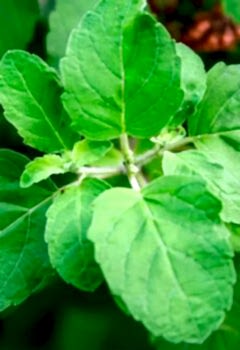 Tulsi Faydaları