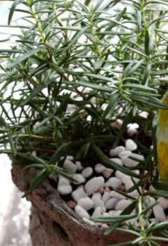 Biberiye Faydaları Biberiye Çayı Tarifi