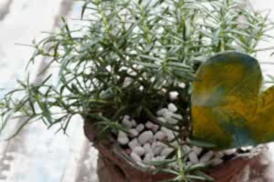 Biberiye Faydaları Biberiye Çayı Tarifi