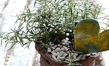 Biberiye Faydaları Biberiye Çayı Tarifi