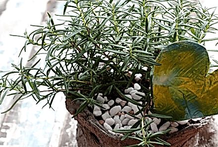 Biberiye Faydaları Biberiye Çayı Tarifi