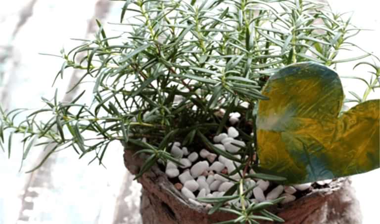 Biberiye Faydaları Biberiye Çayı Tarifi