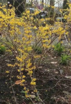 Hor Çiçeği Faydaları Hor Çiçeği Yağı Nasıl Yapılır