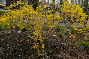 Hor Çiçeği Faydaları Hor Çiçeği Yağı Nasıl Yapılır