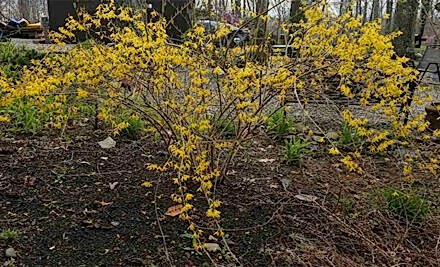 Hor Çiçeği Faydaları Hor Çiçeği Yağı Nasıl Yapılır