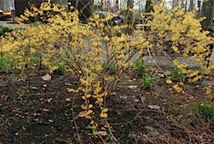 Hor Çiçeği Faydaları Hor Çiçeği Yağı Nasıl Yapılır