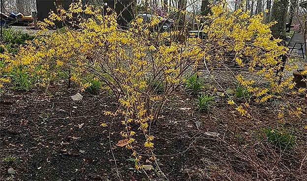 Hor Çiçeği Faydaları Hor Çiçeği Yağı Nasıl Yapılır