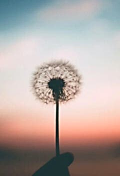 Karahindiba Faydaları Karahindiba Kansere İyi Gelir mi ?