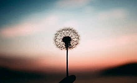 Karahindiba Faydaları Karahindiba Kansere İyi Gelir mi ?