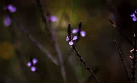 Mavi Mine Çiçeği: Büyülü Bir Şifalı Bitkinin Gizli Yönleri