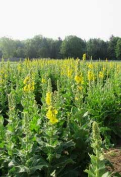 Sığır kuyruğu Faydaları – Sığır Kuyruğu Çayı Nasıl Yapılır?