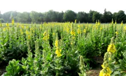 Sığır kuyruğu Faydaları – Sığır Kuyruğu Çayı Nasıl Yapılır?